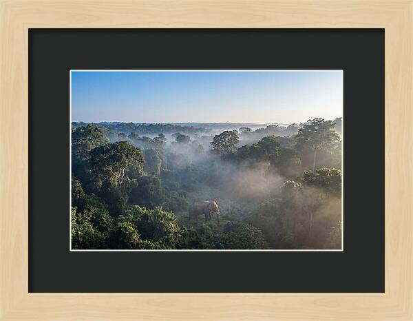 Asian Elephant In Misty Habitat