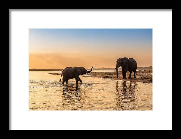 Asian Elephants Enjoying Water Play