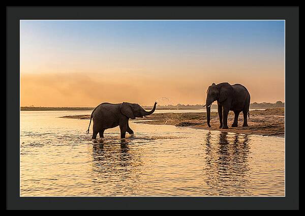 Asian Elephants Enjoying Water Play