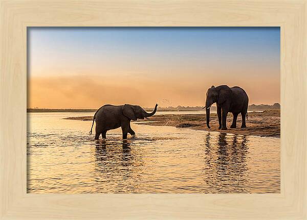 Asian Elephants Enjoying Water Play