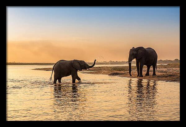 Asian Elephants Enjoying Water Play