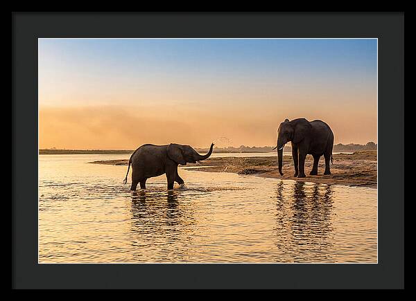 Asian Elephants Enjoying Water Play