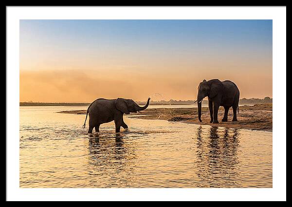 Asian Elephants Enjoying Water Play
