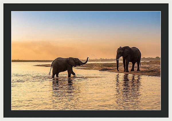 Asian Elephants Enjoying Water Play