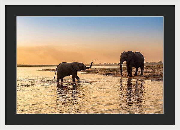 Asian Elephants Enjoying Water Play