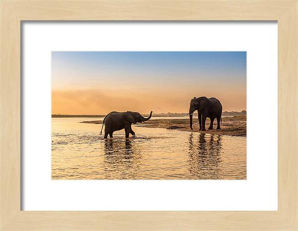 Asian Elephants Enjoying Water Play