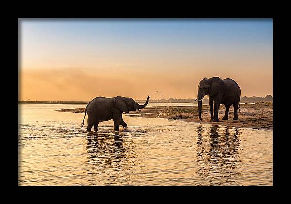 Asian Elephants Enjoying Water Play