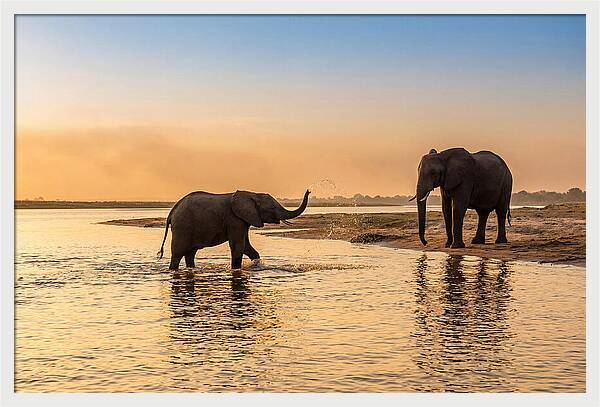 Asian Elephants Enjoying Water Play