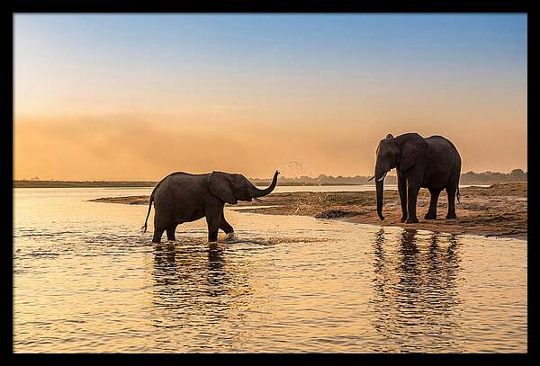 Asian Elephants Enjoying Water Play