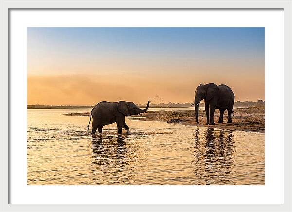 Asian Elephants Enjoying Water Play