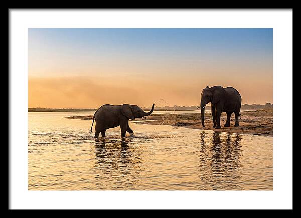 Asian Elephants Enjoying Water Play