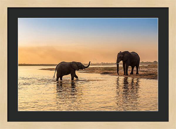 Asian Elephants Enjoying Water Play