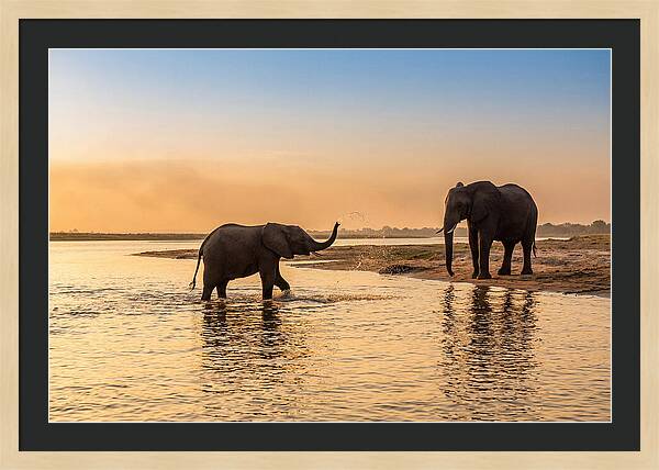 Asian Elephants Enjoying Water Play
