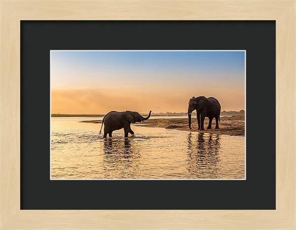 Asian Elephants Enjoying Water Play