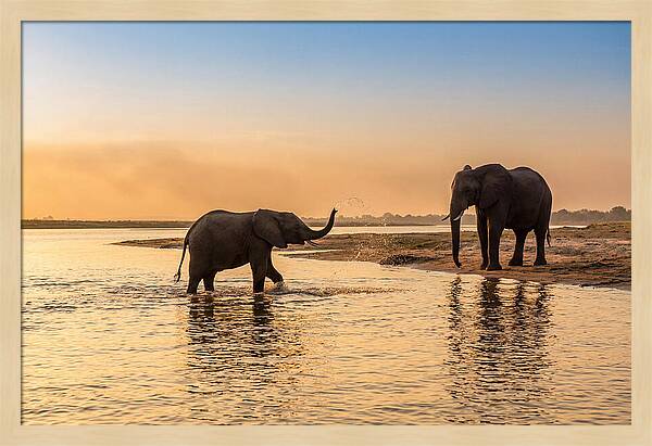Asian Elephants Enjoying Water Play