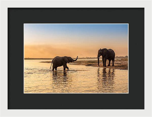 Asian Elephants Enjoying Water Play