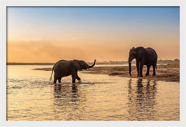 Asian Elephants Enjoying Water Play
