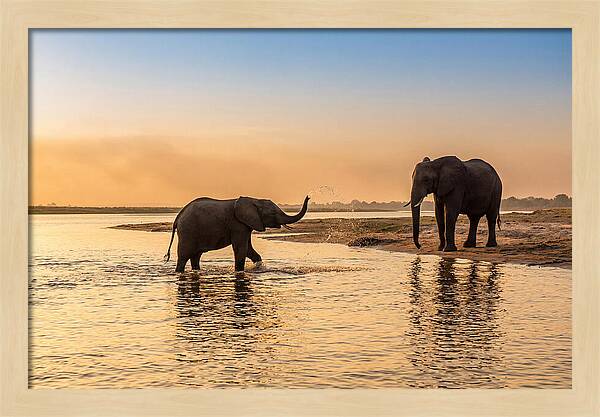 Asian Elephants Enjoying Water Play