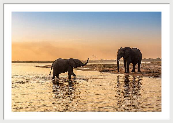 Asian Elephants Enjoying Water Play