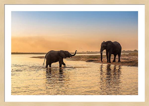 Asian Elephants Enjoying Water Play