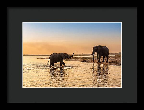 Asian Elephants Enjoying Water Play