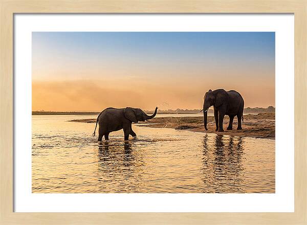 Asian Elephants Enjoying Water Play