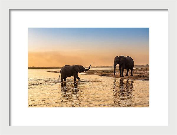 Asian Elephants Enjoying Water Play