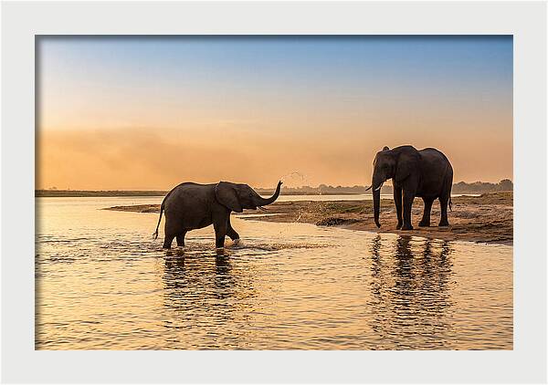 Asian Elephants Enjoying Water Play