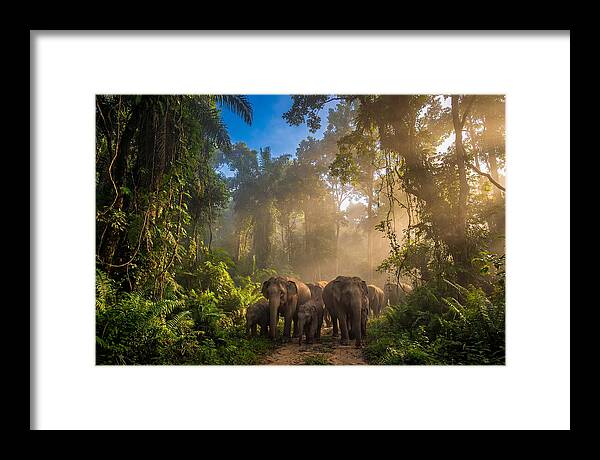 Asian Elephants In Misty Jungle