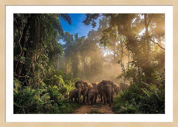 Asian Elephants In Misty Jungle