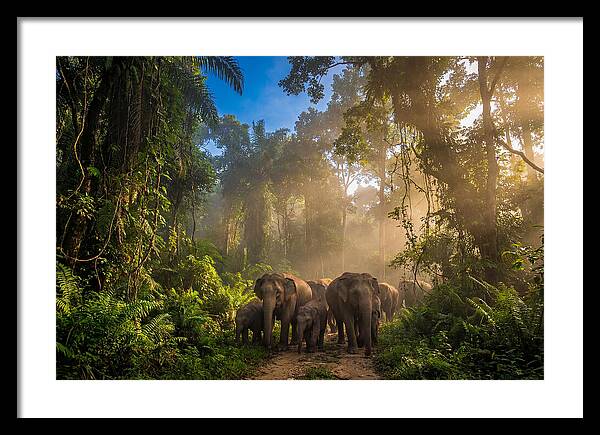 Asian Elephants In Misty Jungle