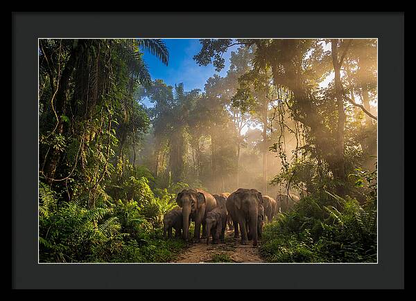 Asian Elephants In Misty Jungle