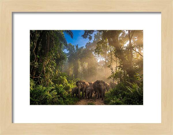 Asian Elephants In Misty Jungle