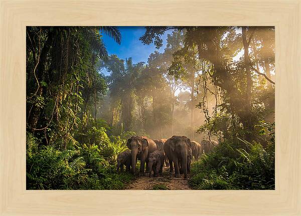 Asian Elephants In Misty Jungle