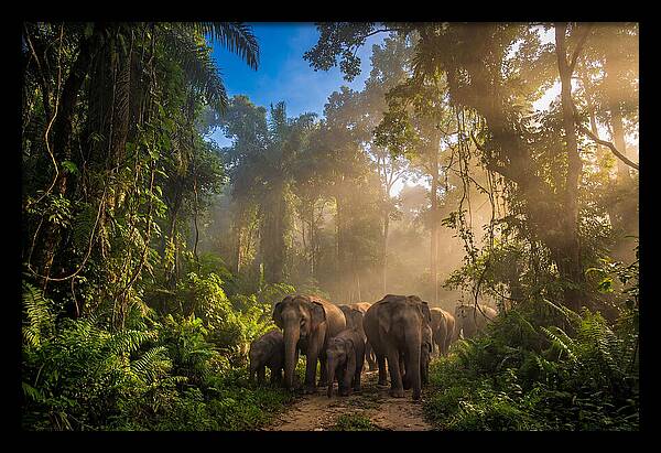 Asian Elephants In Misty Jungle