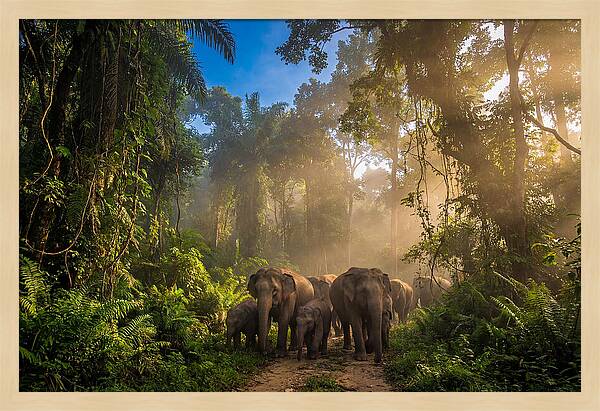 Asian Elephants In Misty Jungle