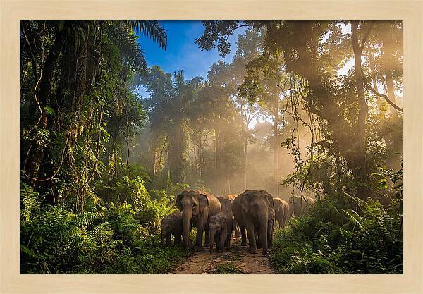Asian Elephants In Misty Jungle