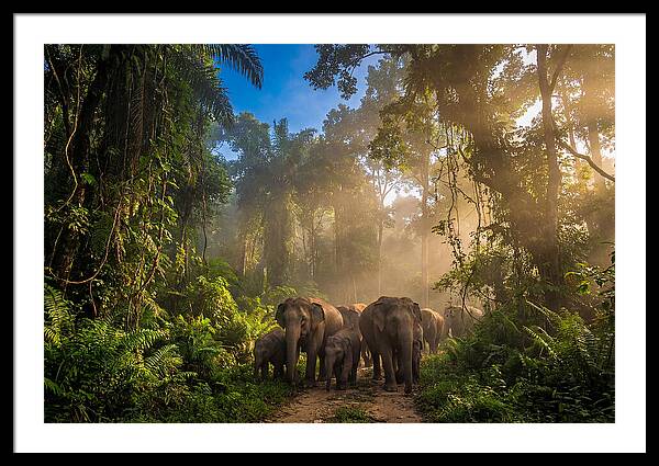 Asian Elephants In Misty Jungle