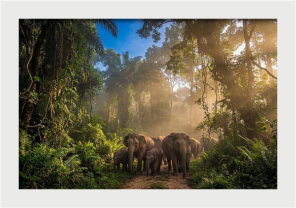Asian Elephants In Misty Jungle