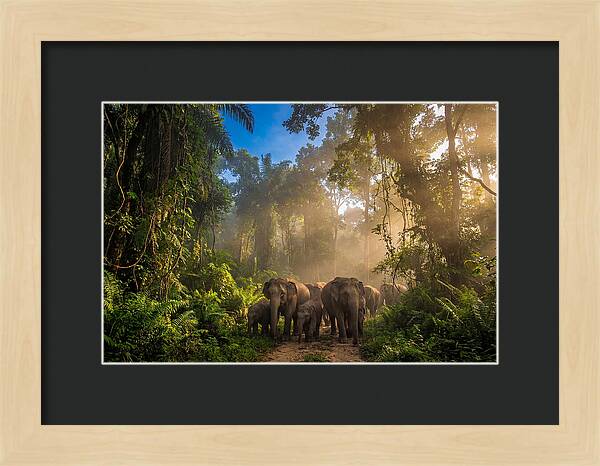 Asian Elephants In Misty Jungle