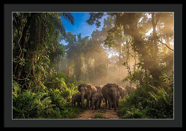 Asian Elephants In Misty Jungle