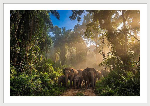 Asian Elephants In Misty Jungle