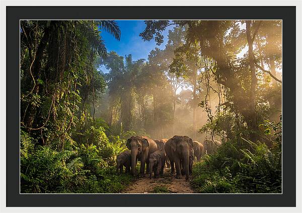 Asian Elephants In Misty Jungle