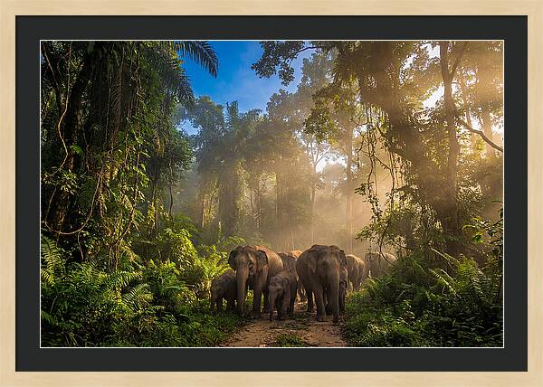 Asian Elephants In Misty Jungle