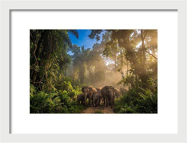 Asian Elephants In Misty Jungle