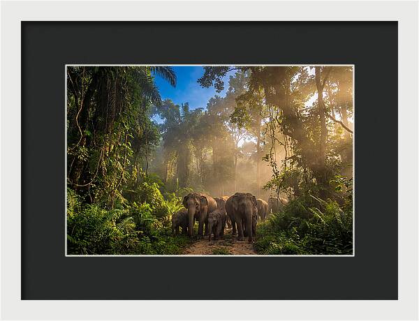 Asian Elephants In Misty Jungle