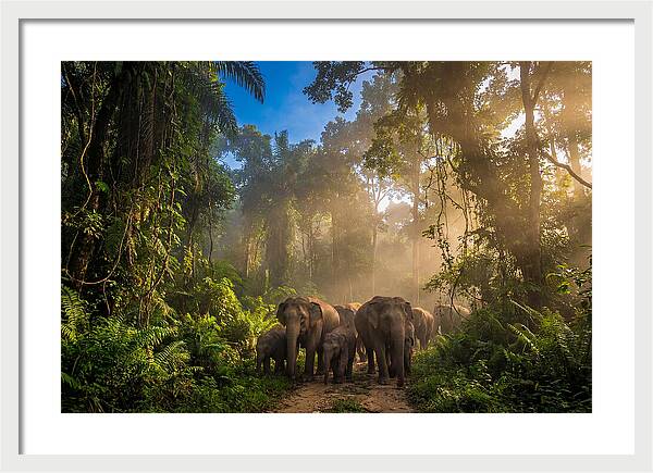 Asian Elephants In Misty Jungle
