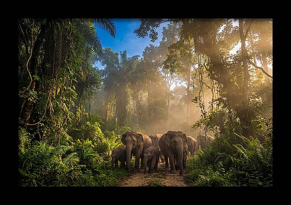 Asian Elephants In Misty Jungle