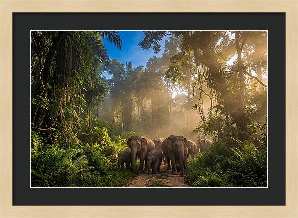 Asian Elephants In Misty Jungle