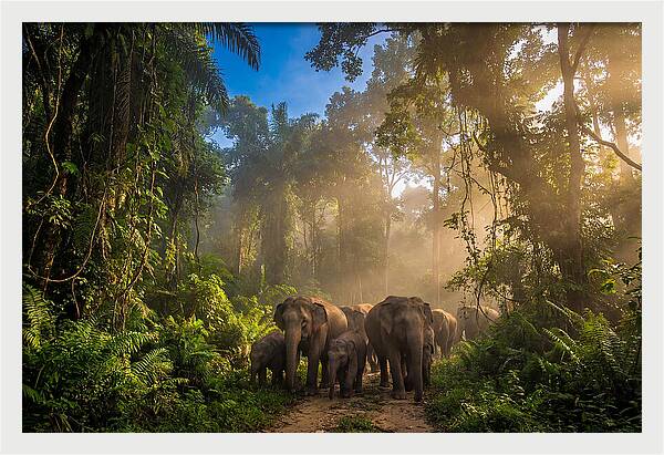 Asian Elephants In Misty Jungle